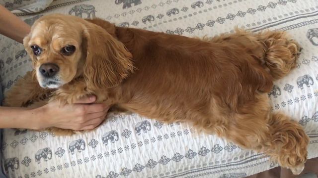 Скользкий диван.#кокерляля #животные смотреть онлайн