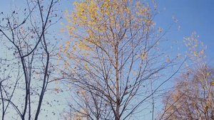 Смешное сердце Черный Лукич клип