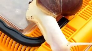 Всё про улиток Ахатина и Архахатина 1 выпуск