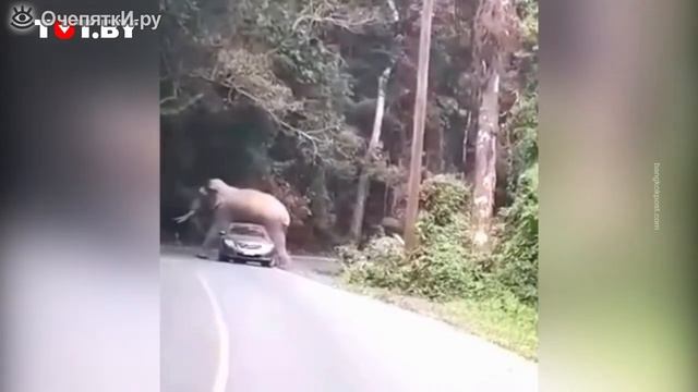 вот что будет если на машину ляжет слон??? смотреть онлайн