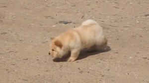 Мои Чау Чау. АВЕРС ГОЛД БАНДЕРАС. Смуф.