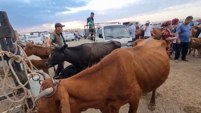 18-ИЮНЬ 2023/ХОЖЕЛИ МАЛ БАЗАРЫ/СКОТНЫЙ РЫНОК/BUQALAR/BIG BULLS IN THE WORLD/BIG COW/РЕКОРД БЫК