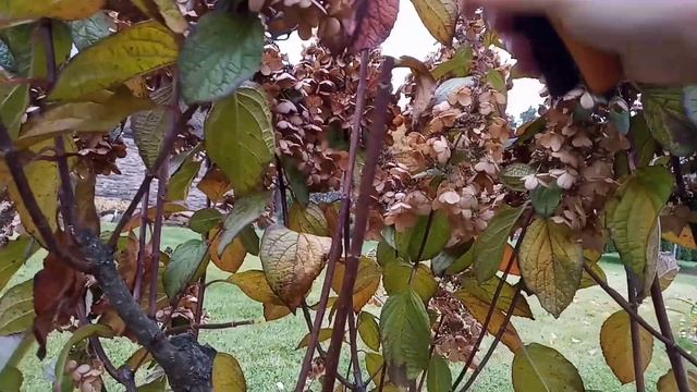 Квест по обрезке капризули Pinky Winky смотреть онлайн