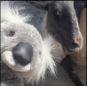 Мякиш в зоопарке #хорек #олень #змея #мякиш #козочка #ежик #аудиосказки #детям #сказки