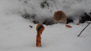 Лесные полёвки это не мыши! Это хомяки! / Forest voles are not mice! These are hamsters!