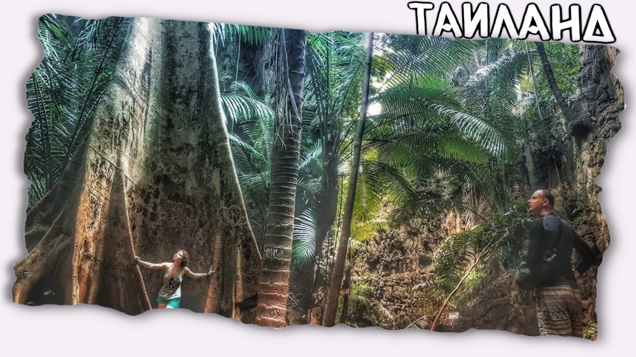 Деревья-гиганты в скалах Тайланда ? Самостоятельные путешествия