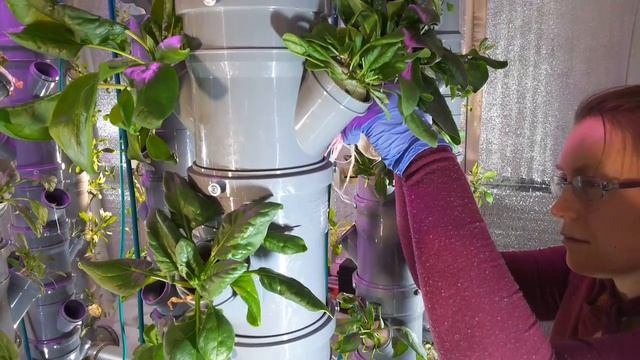 Вертикальная аэропоника АЭРО-ФЛОРА. Шпинат. Процесс сбора урожая. Читайте описание смотреть онлайн