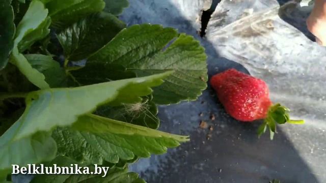?Сорт клубники Сладкая Анна.? Belklubnika.by.mp4 смотреть онлайн