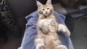 Домашняя рысь ?огромный котёнок мейн кун полидакт 2 месяца ! ??