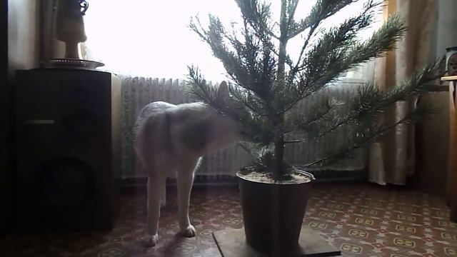 Хаски знакомится с новогодней ёлкой смотреть онлайн