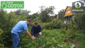 ЭКОКИЛЛЕР - Борьба с колорадским жуком. Советы Андрея Туманова