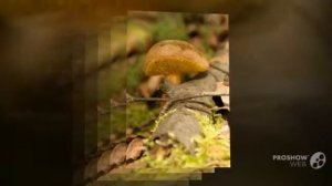 Suillus castanellus - fungi kingdom