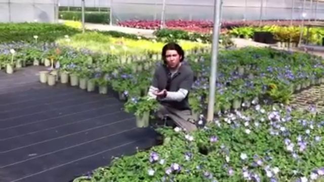 Paul Goes Shopping - Annual Plant sale 2013 - Geranium Azure Rush смотреть онлайн