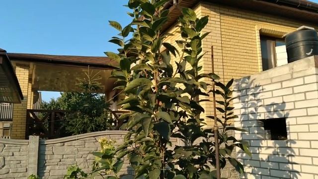 Инжир.Хурма.Унаби.Морозостойкие сорта.Выращивание.Осенний урожай смотреть онлайн