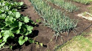 О формировании тыквы, другие маленькие хитрости для получения хорошего урожая.