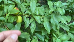 Урожай Нектарина. Большой урожай нектарина из косточки / Лысый персик