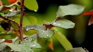 Омар Хайям / На родном языке поэта