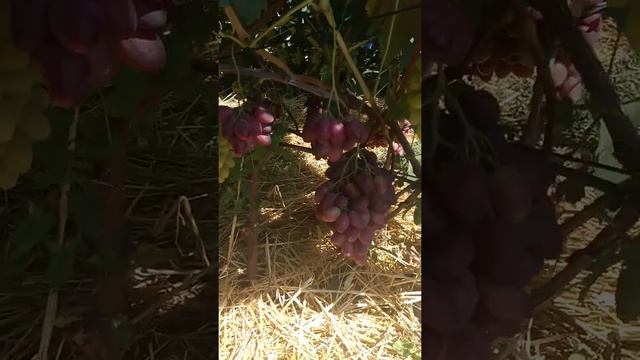 Виноград Ася на 24.08.20 смотреть онлайн