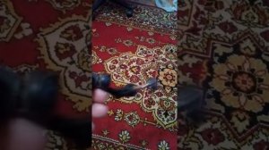 Сломалась ручка рыболовной катушки- как исправить
