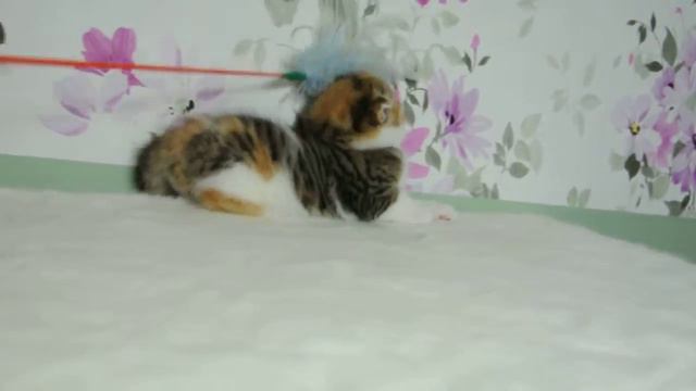 Sky Flower Daisy female, SFS f 2403 tortie spotted bicolour Scottish Fold смотреть онлайн