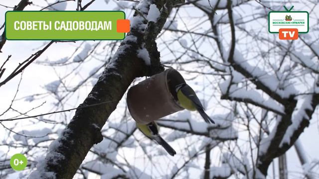 «Московские ярмарки»: выращиваем первый лук и чеснок смотреть онлайн