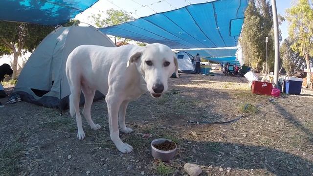 Kineret Pasover 2016 смотреть онлайн