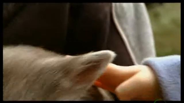 про Вомбатов.. смотреть онлайн