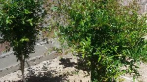 Уход и обрезка садовым гранатом в открытом грунте ЧИТАЙ ОПИСАНИЕ УЗНАЕШЬ КАК