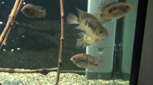 2:45 Мелкая Америка 465 (Биодизайн Атол 500)