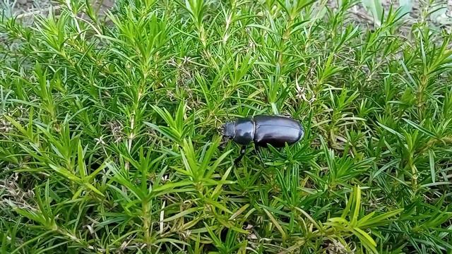 К нам в сад заглянул гость. Кто же это?🐞🐝🌺 Цветение лаванды. #лаванда #розывсаду смотреть онлайн