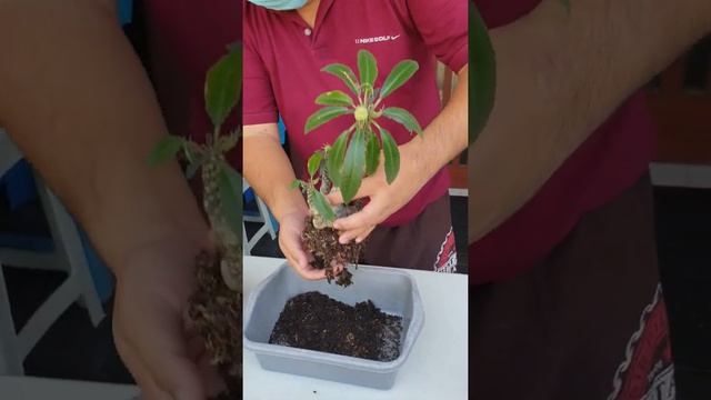 Dorstenia crispa umur 10 tahun akhirnya nemu jodohnya di Semarang смотреть онлайн