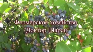 Как сапропель влияет на рост растений