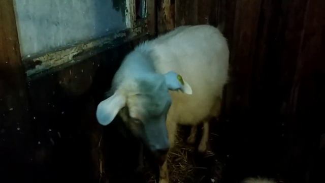 Будем знакомы ! Утепляем потолок в козовнике ,копчу сало.