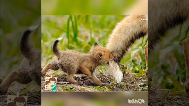 Милые маленькие животные ! ! !?? смотреть онлайн