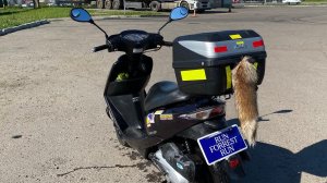 Honda dio af68 скутер для города Хитрый лис