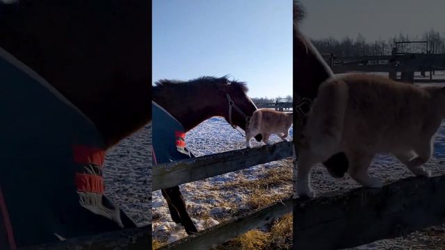 С кем гуляет конь Джуниор и почему он стал злым смотреть онлайн