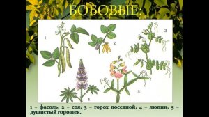 Многообразие и значение растений отдела покрытосеменных