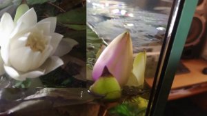 Нимфея карликовая Nymphaea sp. dwarf santarem