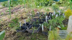 Молодая коллекция хвойных растений 2023 г.