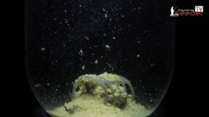 Allvega Super Bream-работа прикормки в кормушке (Feeder Fishing TV)