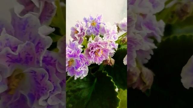 НД-Шалфей