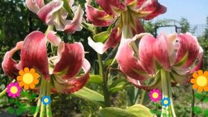 Лилия (Black beauty). Краткий обзор: Лилия описание характеристик, где купить луковицы