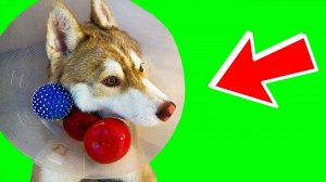 Я БОЮСЬ ВОЗДУШНЫХ ШАРИКОВ!! (Хаски Бублик) Говорящая собака Mister Booble