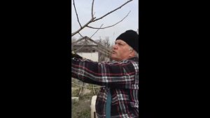 Дачные зарисовки. Серия 3. Обрезаем шелковицу