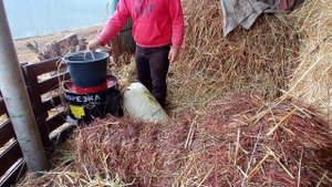 Купил сенорезку, пробуем первый запуск, как едят быки дробленое сено?