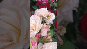Розы цветение .Этруска,Шато барберолис,гейша .