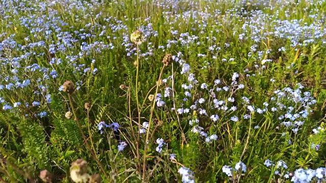 Путь гармонии 2022.mp4