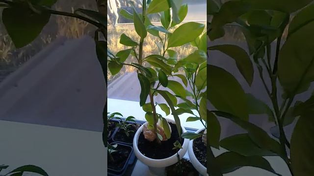 Лимон формирование дерева смотреть онлайн