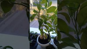 Лимон формирование дерева