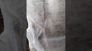 Укрытие инжира на зиму